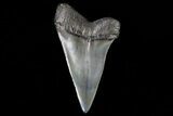 Fossil Mako Shark Tooth - Georgia #75037-1